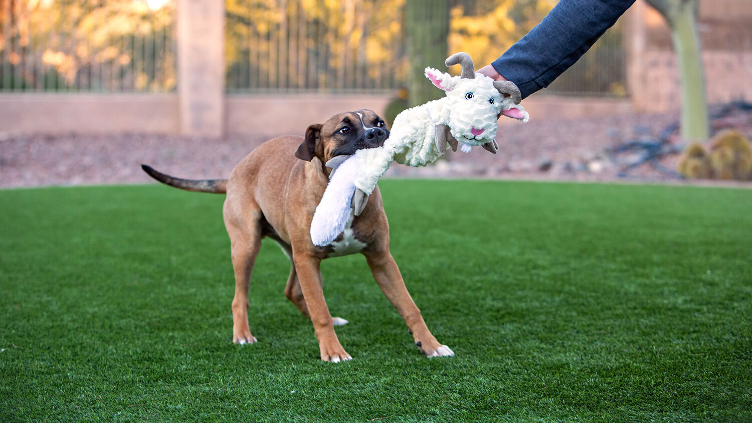 Playing with Plush Toys